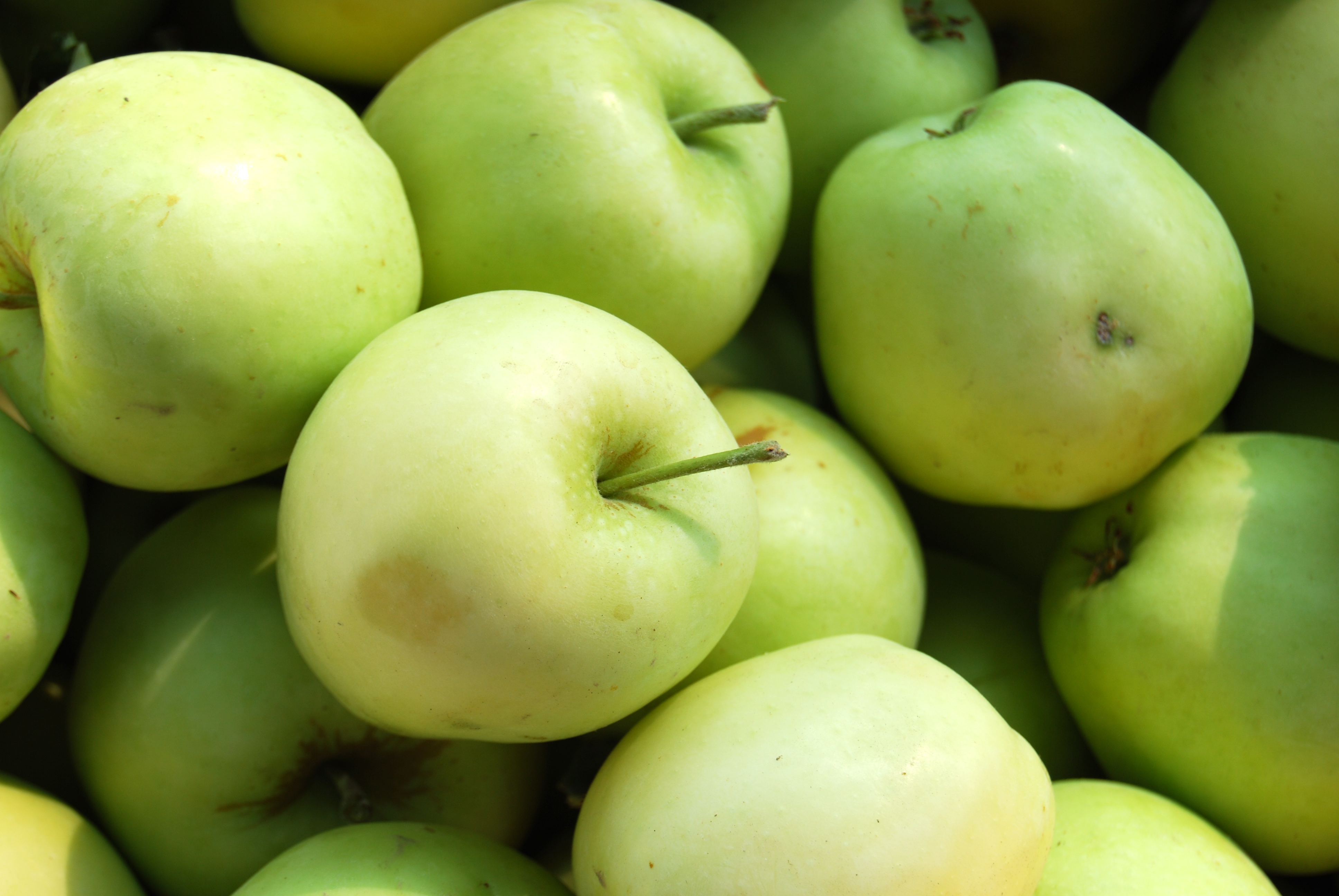 Фото яблоки зеленые яблоки